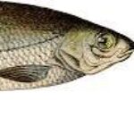 Mrspacefish