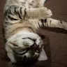 guillemvilagutchia