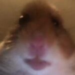 Juani