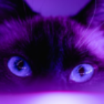 1111o