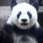 ProfessorPandaGaming